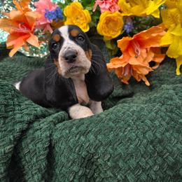 Adams - Black white and brown male Basset Hound puppy in Big Rapids, Michigan from Basket Hound Bassets