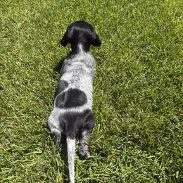 Dachshund Puppies from Sausage Squad