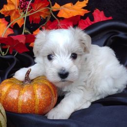 Miniature Schnauzer and Rottweiler Puppies from Mystique Kennel