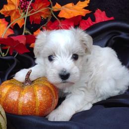 Miniature Schnauzer and Rottweiler Puppies from Mystique Kennel
