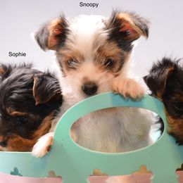 Yorkshire Terrier puppies from NorCal Terrier Kennel