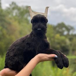 Cropped female - Black female Giant Schnauzer puppy in Lithia, Florida from Elegy Kennels