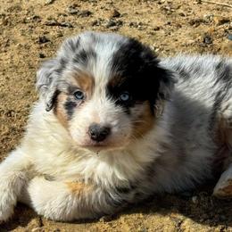 Cross - Australian Shepherd