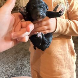 Bernedoodle Puppies from NOB Bernedoodles