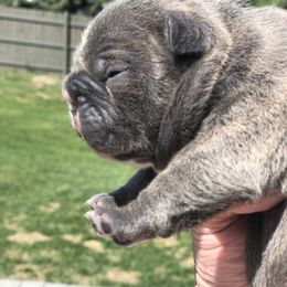 French Bulldog Puppies from Roughneck Frenchies