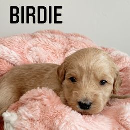 Aussiedoodle and Goldendoodle Puppies from Utah Faith Doodles