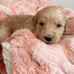 Aussiedoodle and Goldendoodle Puppies from Utah Faith Doodles
