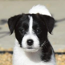 ARCHIE - Russell Terrier