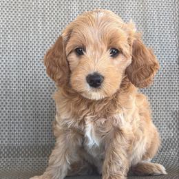 Love - Cream female Goldendoodle puppy in Point, Texas from Tiny Paws Goldendoodles