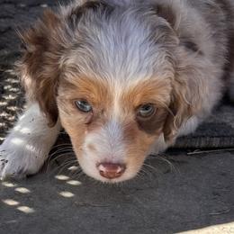 Red - male Australian Mountain Doodle puppy in Lincoln, Nebraska from GRand Doodles