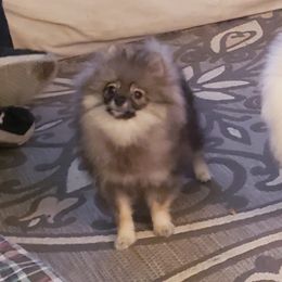 Pomeranian Puppies from Picky Chic Pomeranians