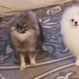 Pomeranian Puppies from Picky Chic Pomeranians
