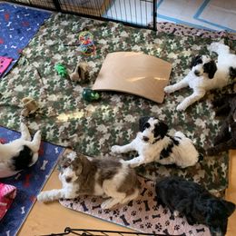 Goldendoodle Puppies from FamilyLoved Doodles