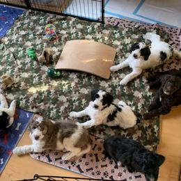 Goldendoodle Puppies from FamilyLoved Doodles