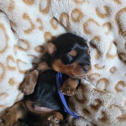 Blue collar - Blue and gold male Yorkshire Terrier puppy in Dunedin, Florida from Cantlon Yorkshire Terriers