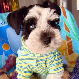 Miniature Schnauzer Puppies from LIZ FANCY SCHNAUZERS