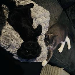 Pink Girl - Black and gold female Shorkie puppy in San Tan Valley, Arizona from Great Mates
