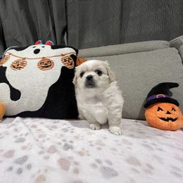 Eleanor - Cream female Pekingese puppy in Enterprise, Nevada from Pekingese Puppy Vegas