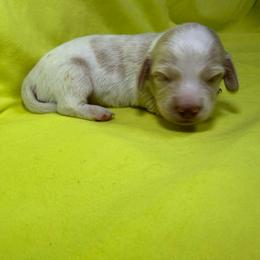 MWM1 red or cream - Cream male Dachshund puppy in Carthage, Texas from Rafter C Ranch Doxies
