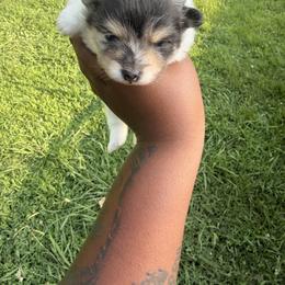 American Pit Bull Terrier, Chow Chow, and Pomeranian Puppies from Pits and Poms LLC