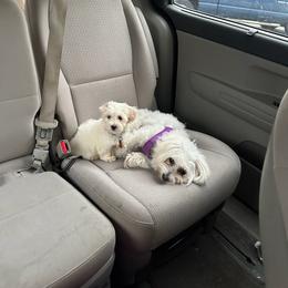 Coton de Tulear and Poodle Puppies from Legacy Pets