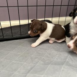 Tbd - Chocolate and white female Teddy Roosevelt Terrier puppy in Troy, Ohio from Wiggle Wags Miniature American Shepherds