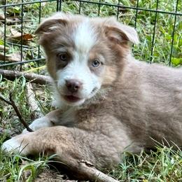 Cayenne - Red tri female Miniature Australian Shepherd puppy in Patterson, North Carolina from DreamLine Aussies