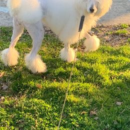 Bowie - Poodle