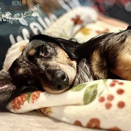 Dachshunds from M&M’s Mini Dachshunds