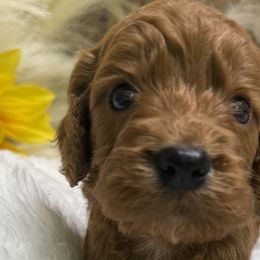 Cockapoos, Goldendoodles, and Poodles from Ewing Acres