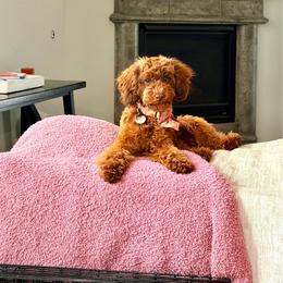 Hazel - Poodle