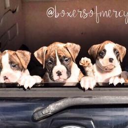 Boxers from Boxers of Mercy/Box von Devana