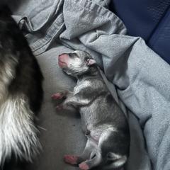 Alaskan Klee Kai Puppies from Kyrie Mulalley