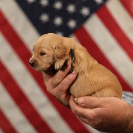Oliver - Golden male Golden Retriever puppy in Payette, Idaho from Stonewick Retrievers