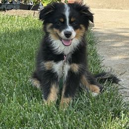 Miniature Australian Shepherd and Toy Australian Shepherd Puppies from Kickapoo Creek Toy & Mini Aussies