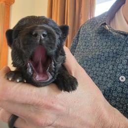 Rider - Black and red male German Shepherd puppy in Columbus, Indiana from Stony Lonesome GSD