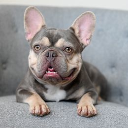 Lucy - French Bulldog