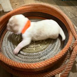 Orange girl - Lemon and white female Basset Hound puppy in Walters, Oklahoma from Solo Spur Ranch
