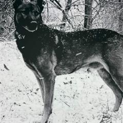 Belgian Malinois and Rottweilers from Veteran Nation K9s