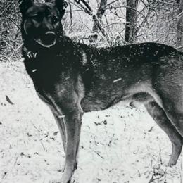 Belgian Malinois and Rottweilers from Veteran Nation K9s