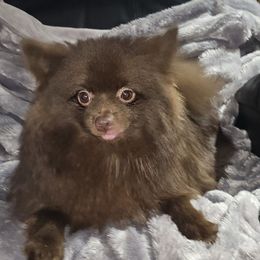 Pixie - Pomeranian
