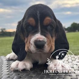 Ringo - Black white and brown male Basset Hound puppy in Richmond, Kentucky from Walters Hollow Hounds