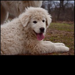 Border Collie and Maremma Sheepdog Puppies from 2J 2K Border Collies & Maremma Sheepdogs