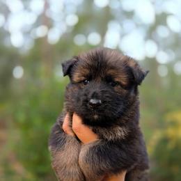 Regulus - Green Collar - Sable male German Shepherd puppy in Hawthorne, Florida from Lace's High Flying German Shepherds And Golden Retrievers