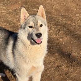 Boy 2 - Gray and white male Siberian Husky puppy in Loudon, Tennessee from Kristari Siberians