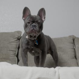 Boy 5 - male French Bulldog puppy in Austin, Texas from ourfrenchies2yours