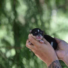 Peach - Black and white female Pomsky puppy in Coos Bay, Oregon from Ocean View Pomskies