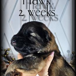 Hawk - Sable male German Shepherd puppy in Sequim, Washington from German Shepherd Haus