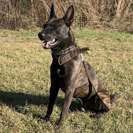 Herc - Dutch Shepherd