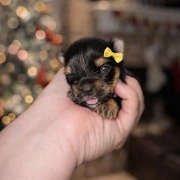 Trixie 3000 - Black and tan female Yorkshire Terrier puppy in Midland, Texas from Southern Yorkie Pies